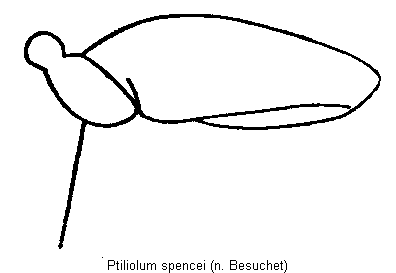 ptiliolum_spencei_hschl.gif