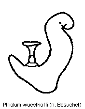 ptiliolum_wuesthoffi_sperm.gif