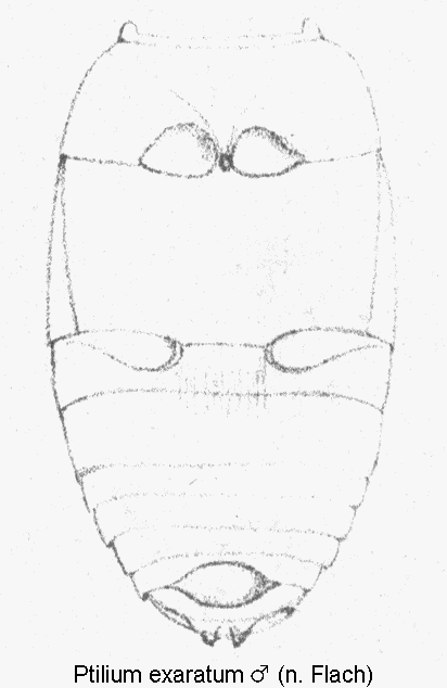 ptilium_exaratum_m_us.gif