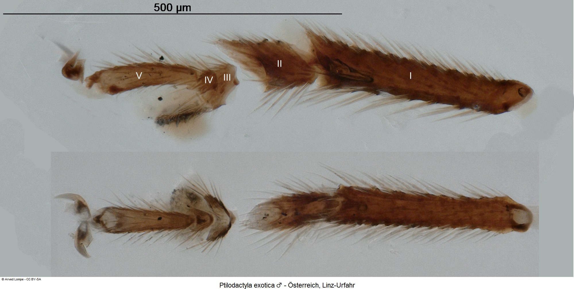ptilodactyla_exotica_m_ck34357973_htr.jpg