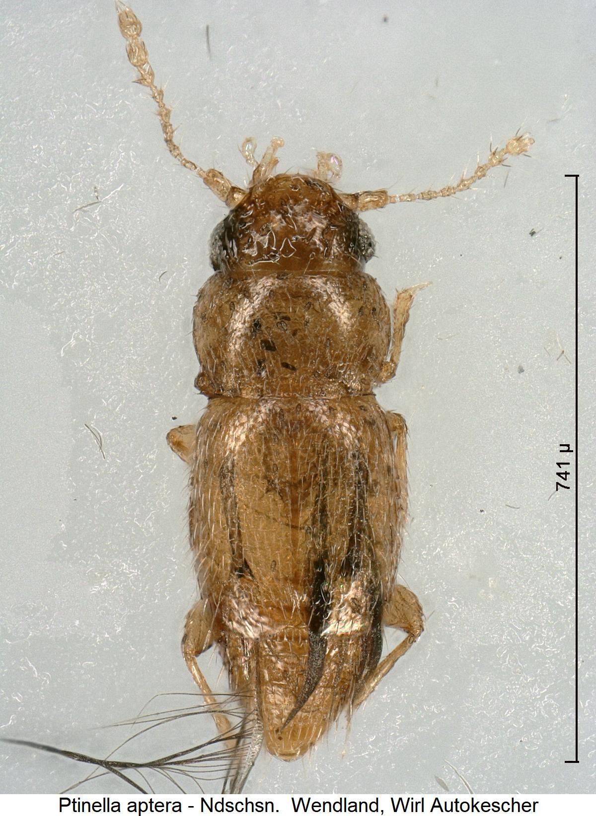 ptinella_aptera_hab1.jpg