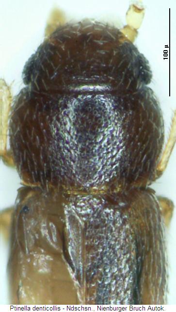 ptinella_denticollis_vk.jpg