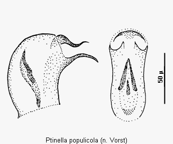 ptinella_populicola.gif