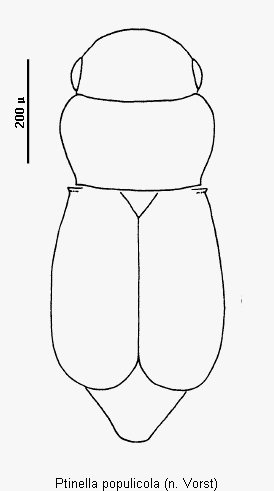 ptinella_populicola_hab.gif