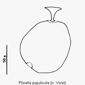ptinella_populicola_sperm.gif