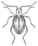 ptinidae.gif