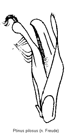 ptinus_pilosus.gif