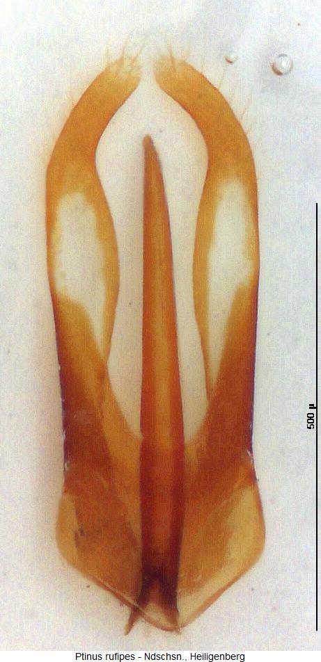 ptinus_rufipes.jpg