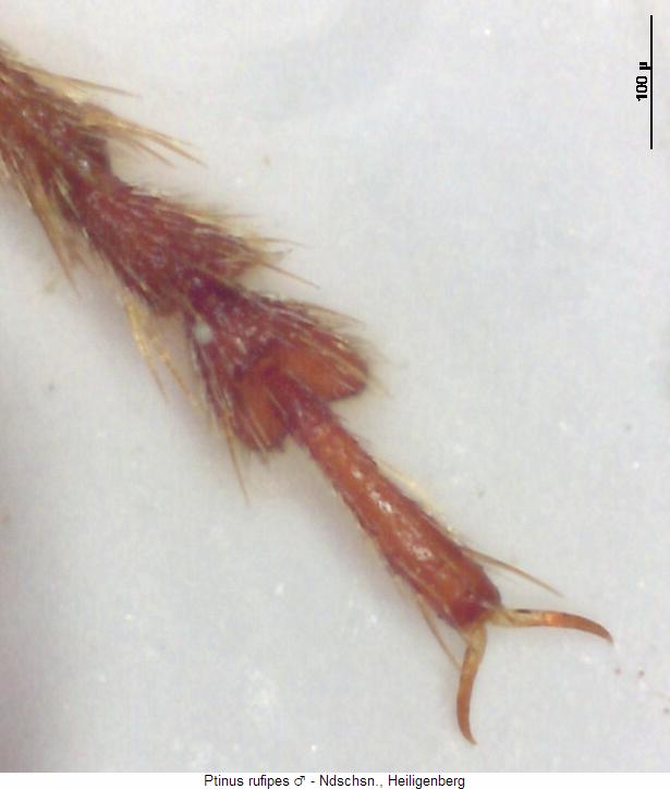 ptinus_rufipes_mtr.jpg
