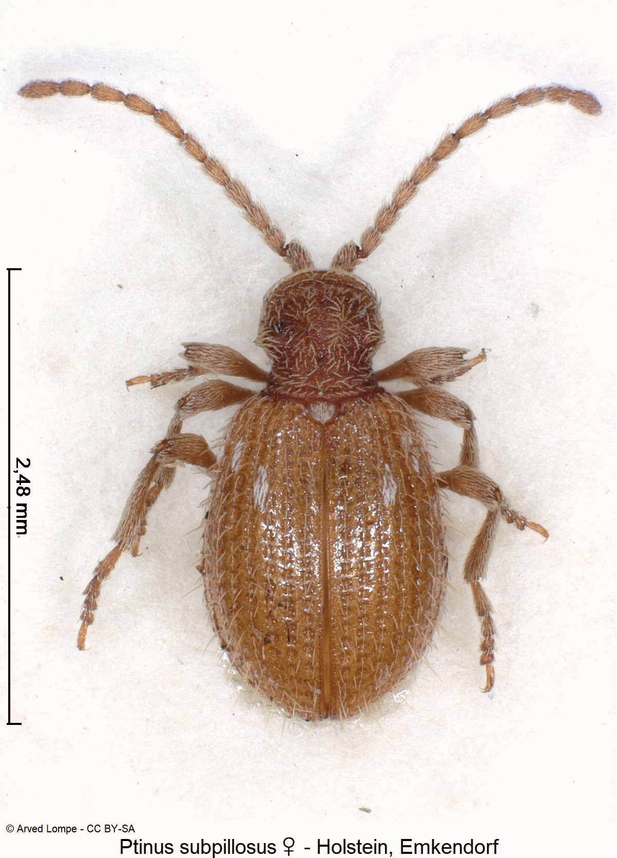 ptinus_subpillosus_w_ck9513_hab.jpg