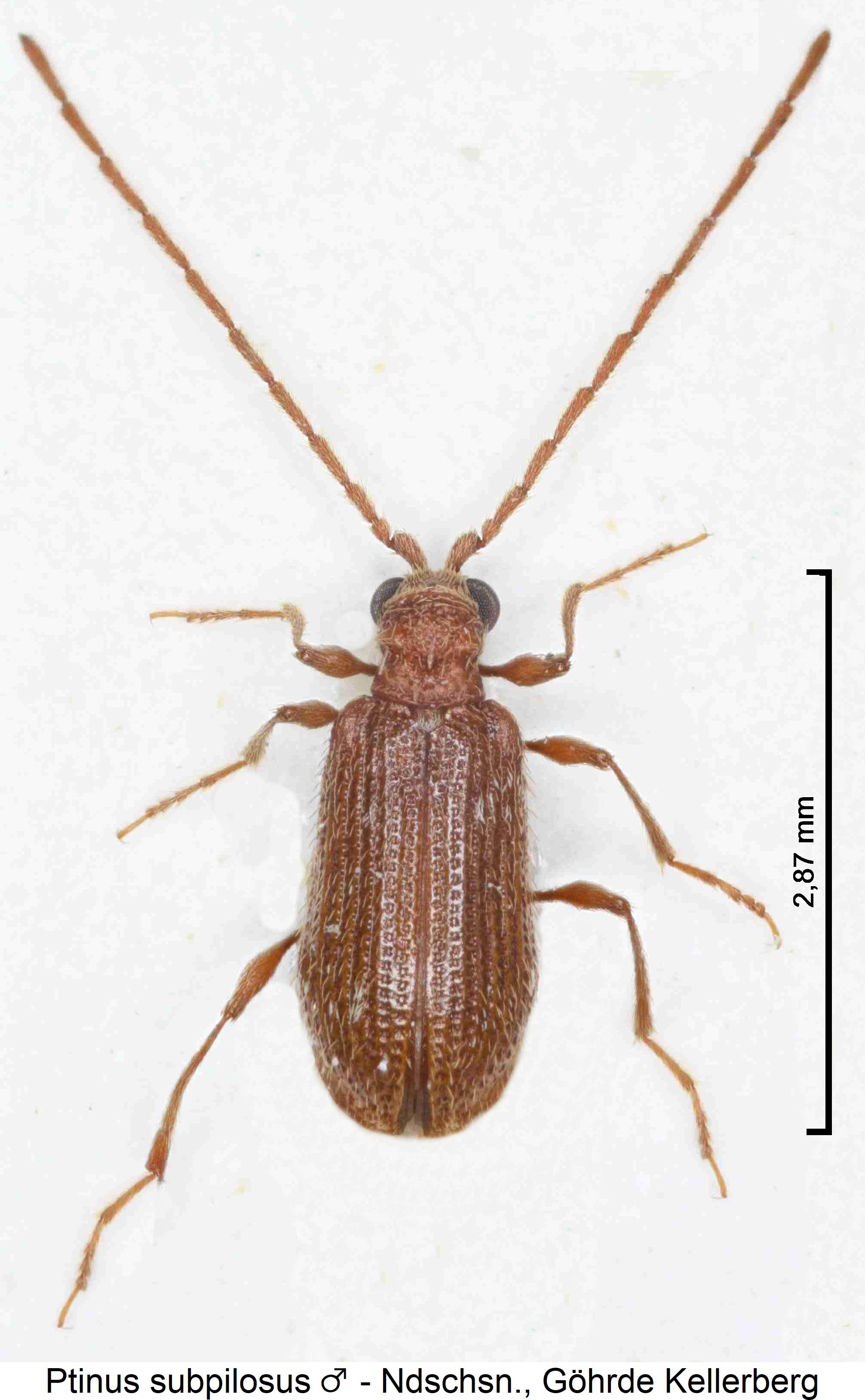 ptinus_subpilosus_m_hab.jpg