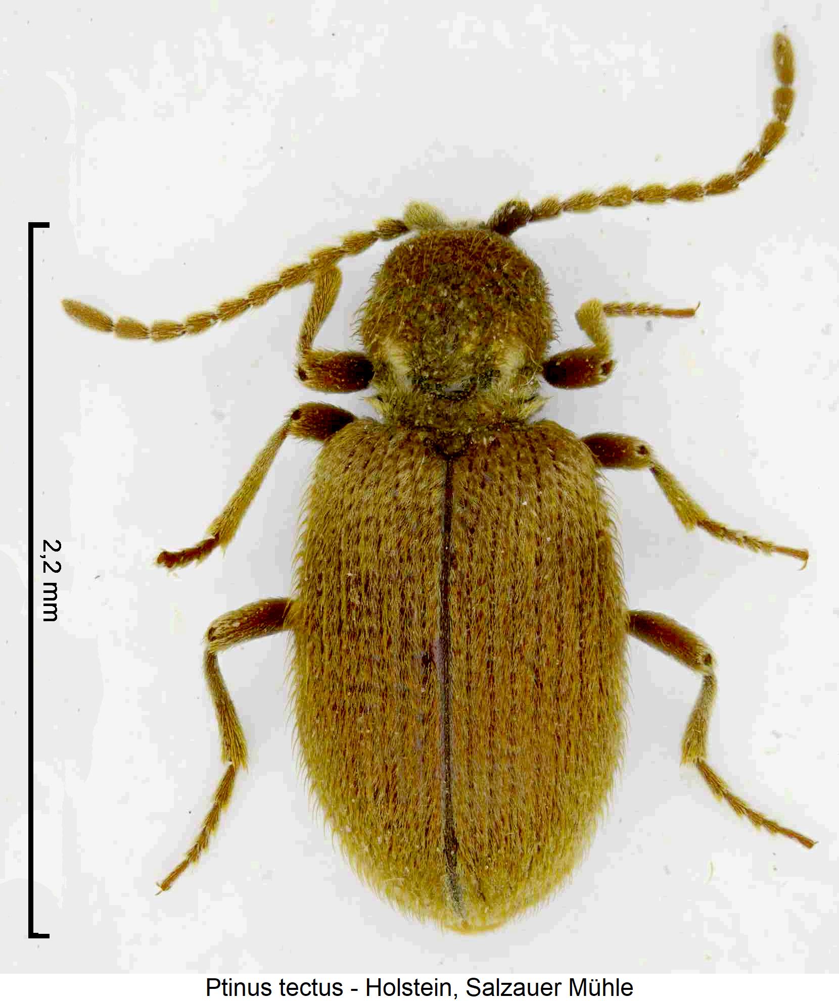 ptinus_tectus_hab.jpg