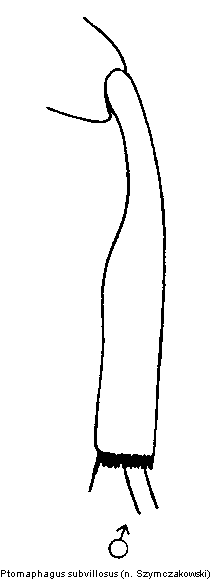 ptomaphagus_subvillosus_hschn.gif