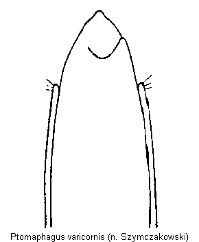 ptomaphagus_varicornis.gif