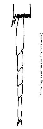 ptomaphagus_varicornis_htr.gif