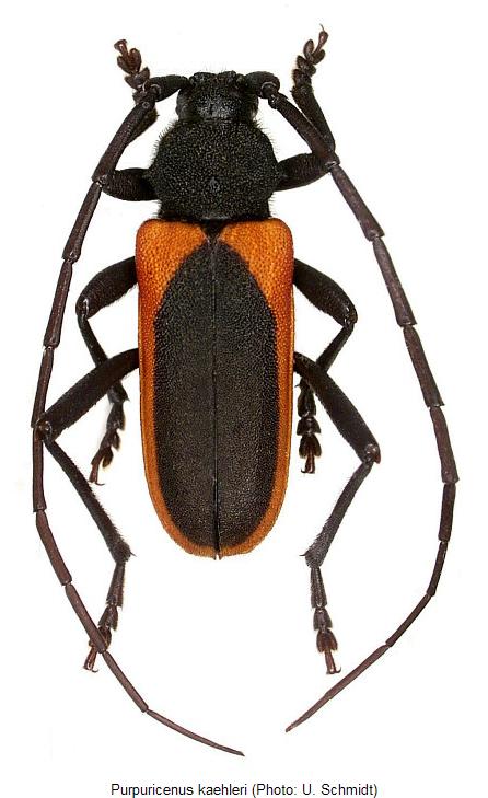 purpuricenus_kaehleri_hab.jpg