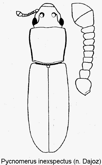pycnomerus_inexspectus_hab.gif