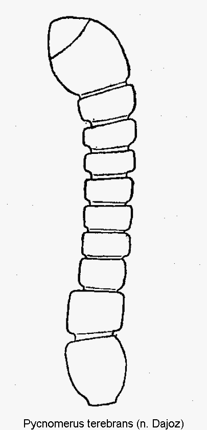 pycnomerus_terebrans_f.gif