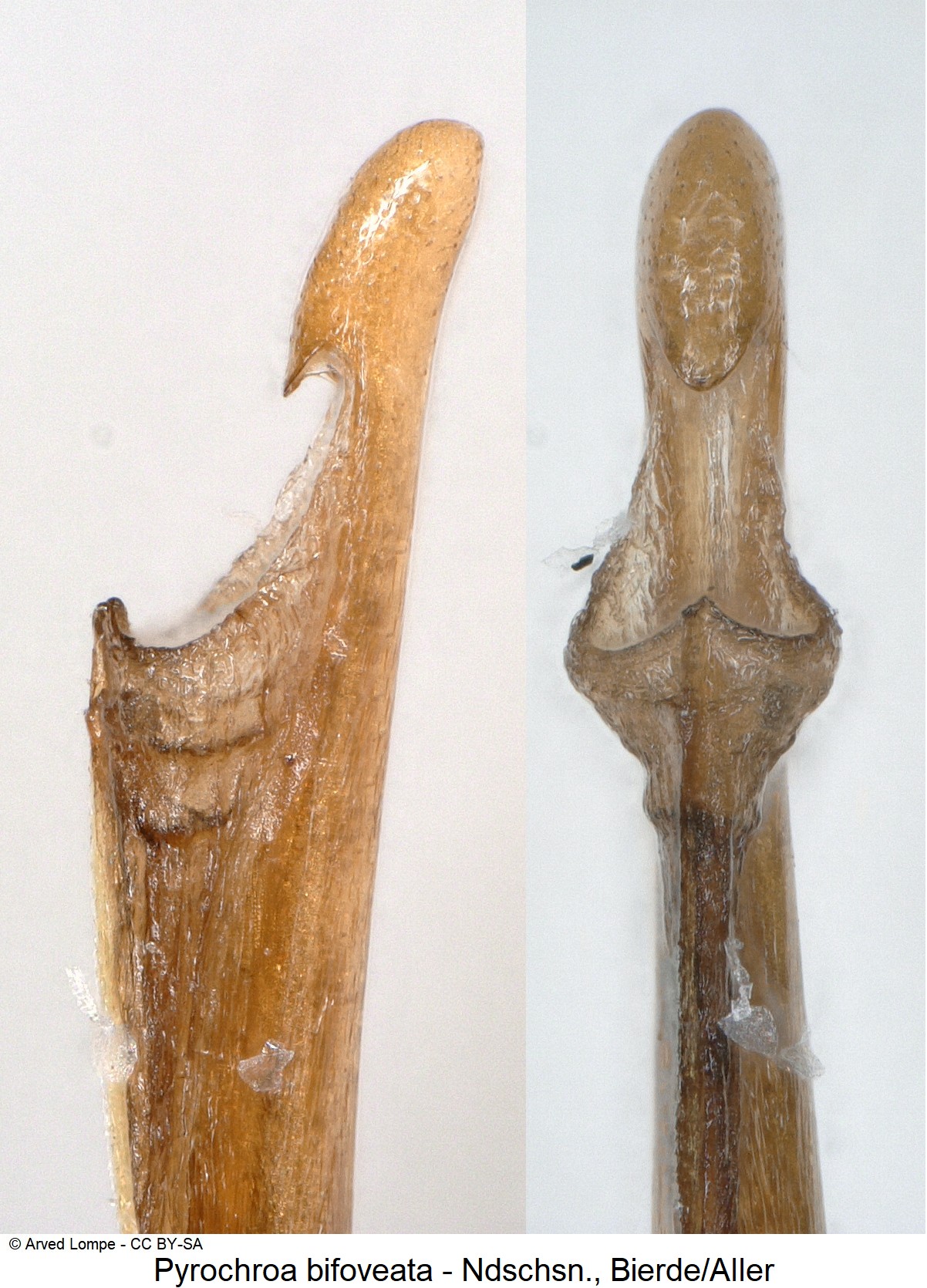 pyrochroa_bifoveata_ck9689.jpg