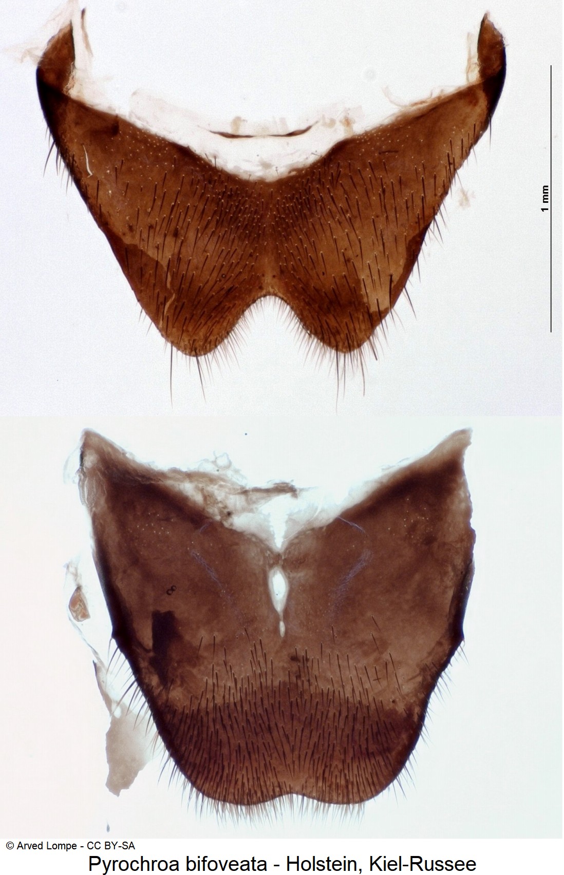 pyrochroa_bifoveata_ck9694_sternitviii.jpg