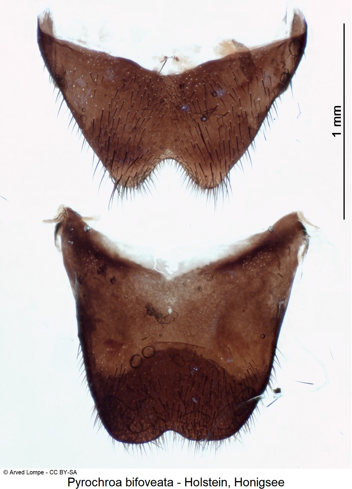 pyrochroa_bifoveata_ck9695_sternitviii.jpg