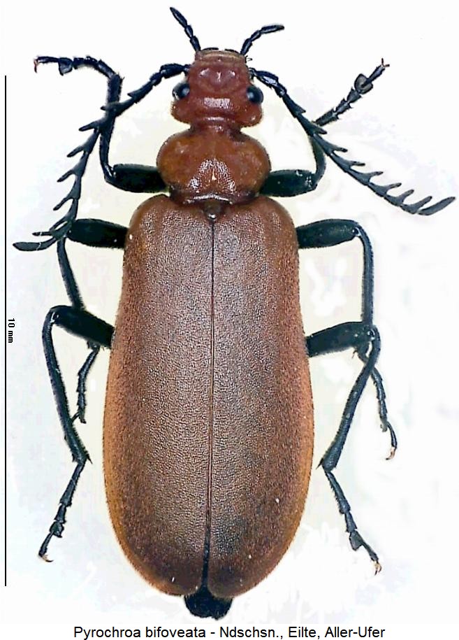 pyrochroa_bifoveata_hab2.jpg