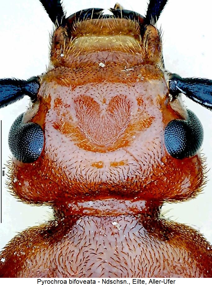 pyrochroa_bifoveata_k.jpg