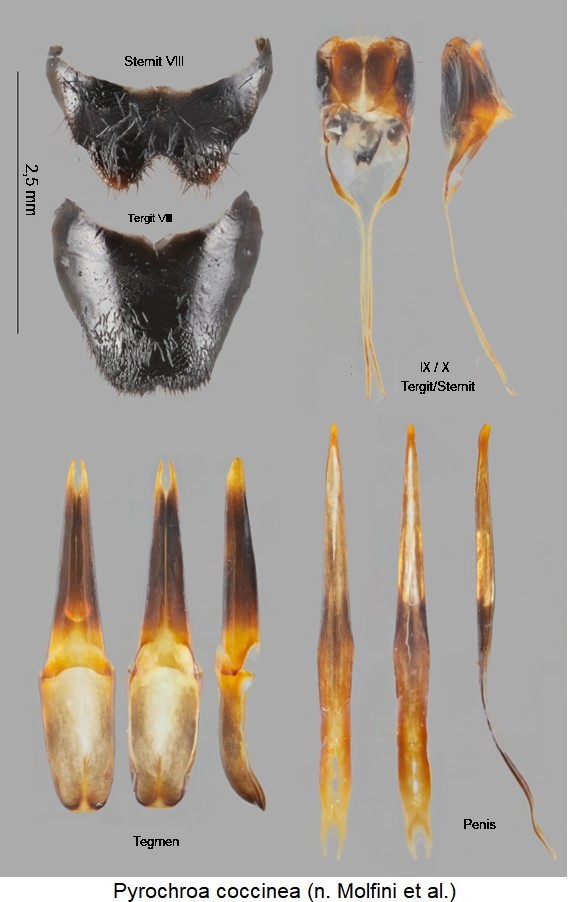 pyrochroa_coccinea.jpg