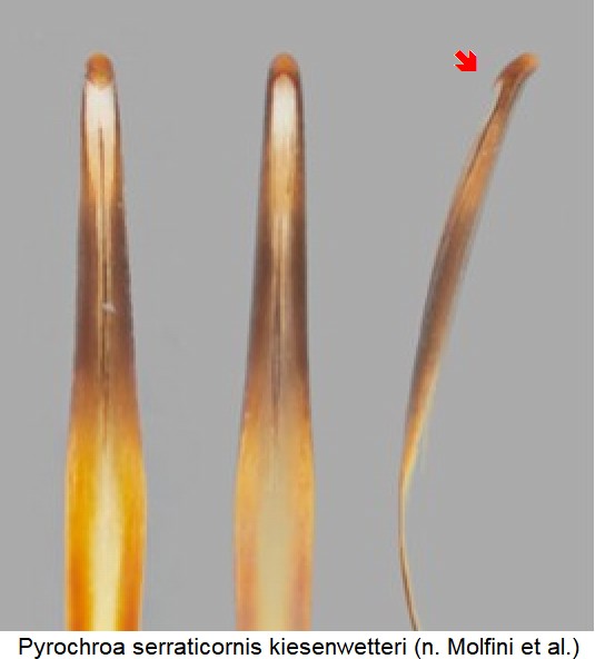 pyrochroa_kiesenwetteri_detail.jpg