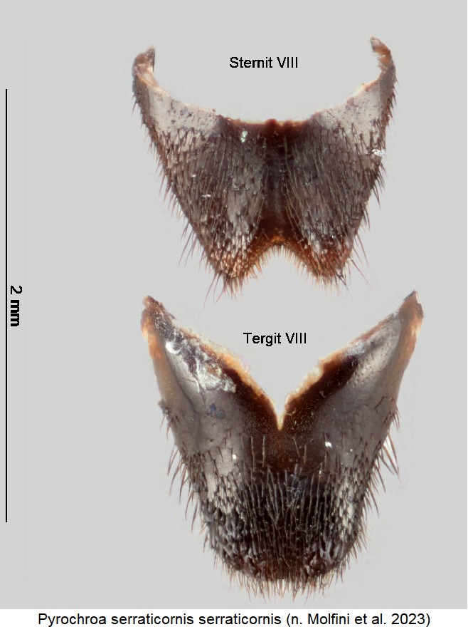 pyrochroa_serraticornis_segmentviii.jpg