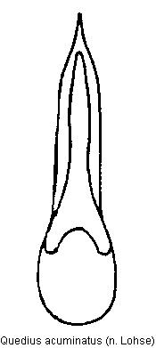 quedius_acuminatus.gif