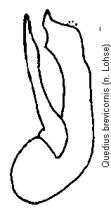 quedius_brevicornis.gif