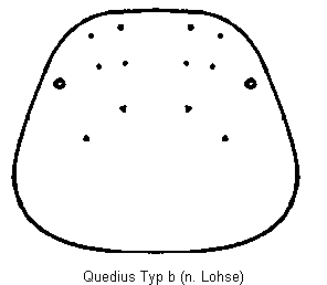 quedius_hsch_b.gif