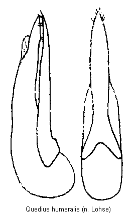 quedius_humeralis.gif