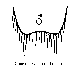 quedius_invreae_sternit.gif