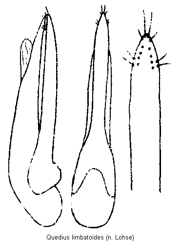 quedius_limbatoides.gif