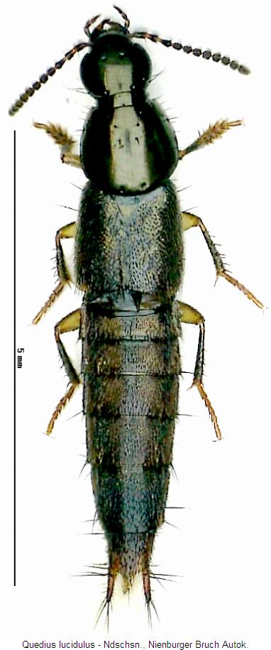quedius_lucidulus_hab.jpg