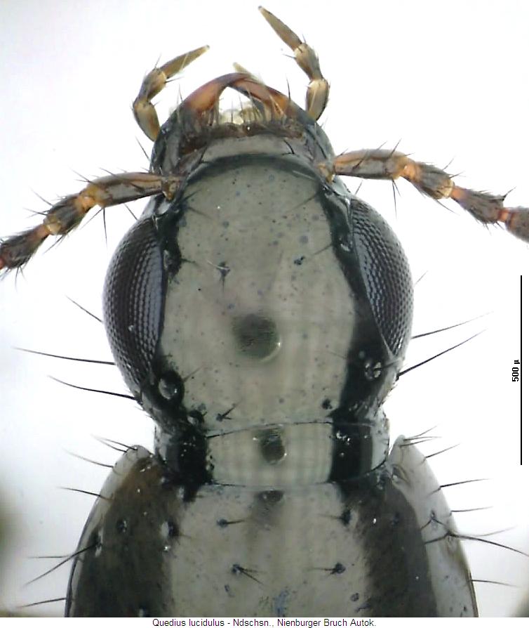 quedius_lucidulus_k.jpg