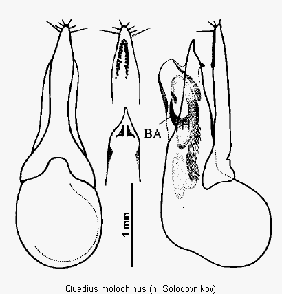 quedius_molochinus1.gif