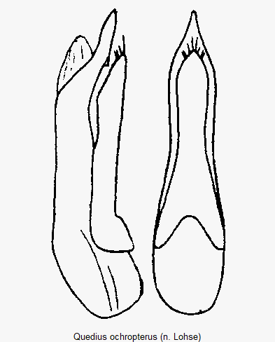 quedius_ochropterus.gif