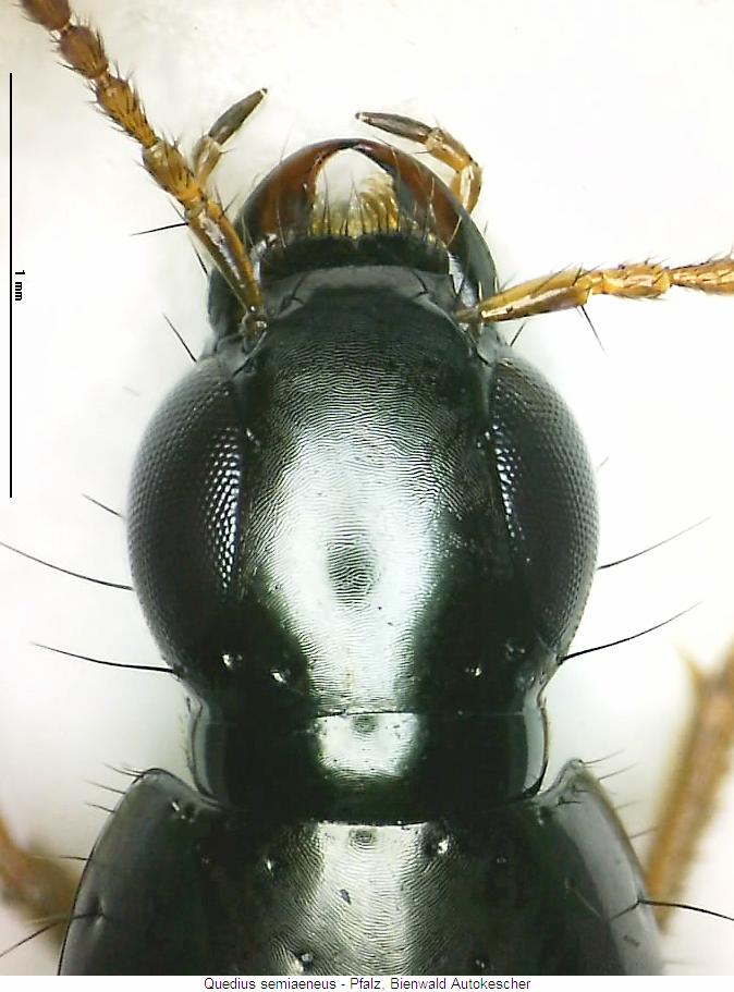quedius_semiaeneus_k.jpg