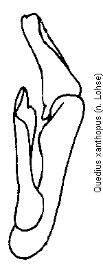 quedius_xanthopus.gif