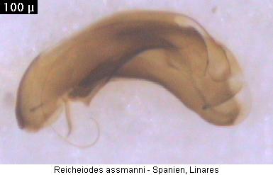 reicheiodes_assmanni.jpg