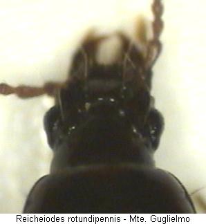 reicheiodes_rotundipennis_k.jpg
