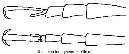 rhacopus_ferrugineus_tr.gif