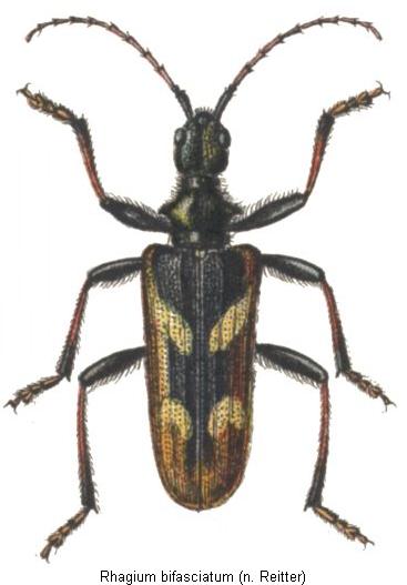rhagium_bifasciatum_hab.jpg