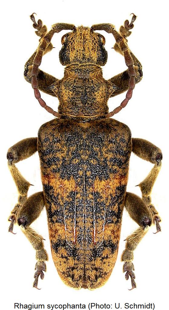 rhagium_sycophanta_hab1.jpg
