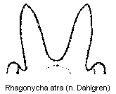 rhagonycha_atra.gif