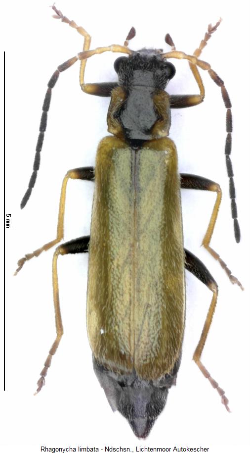 rhagonycha_limbata_hab.jpg