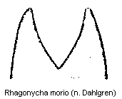 rhagonycha_morio.gif